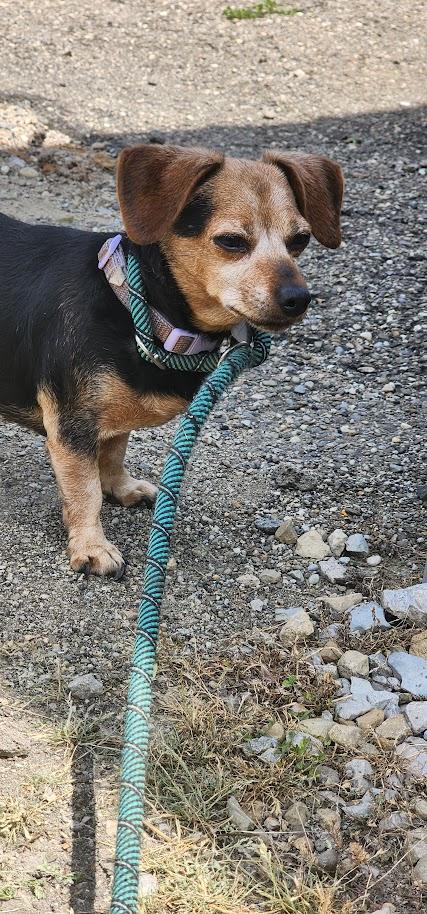 Cleo 131-26, a ADOPTABLE Mixed Breed in Cambridge, OH image 3/5