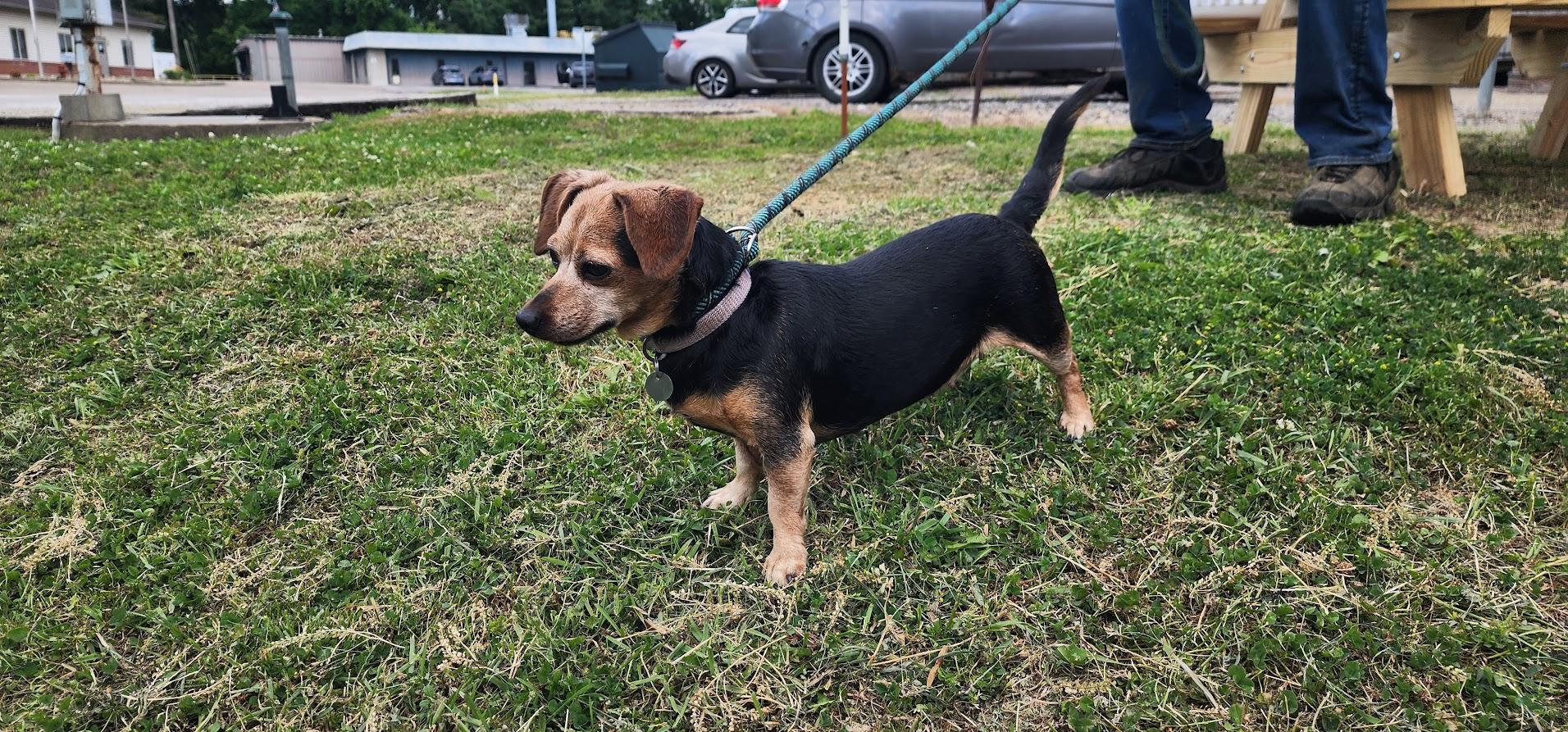 Cleo 131-26, a ADOPTABLE Mixed Breed in Cambridge, OH image 2/5