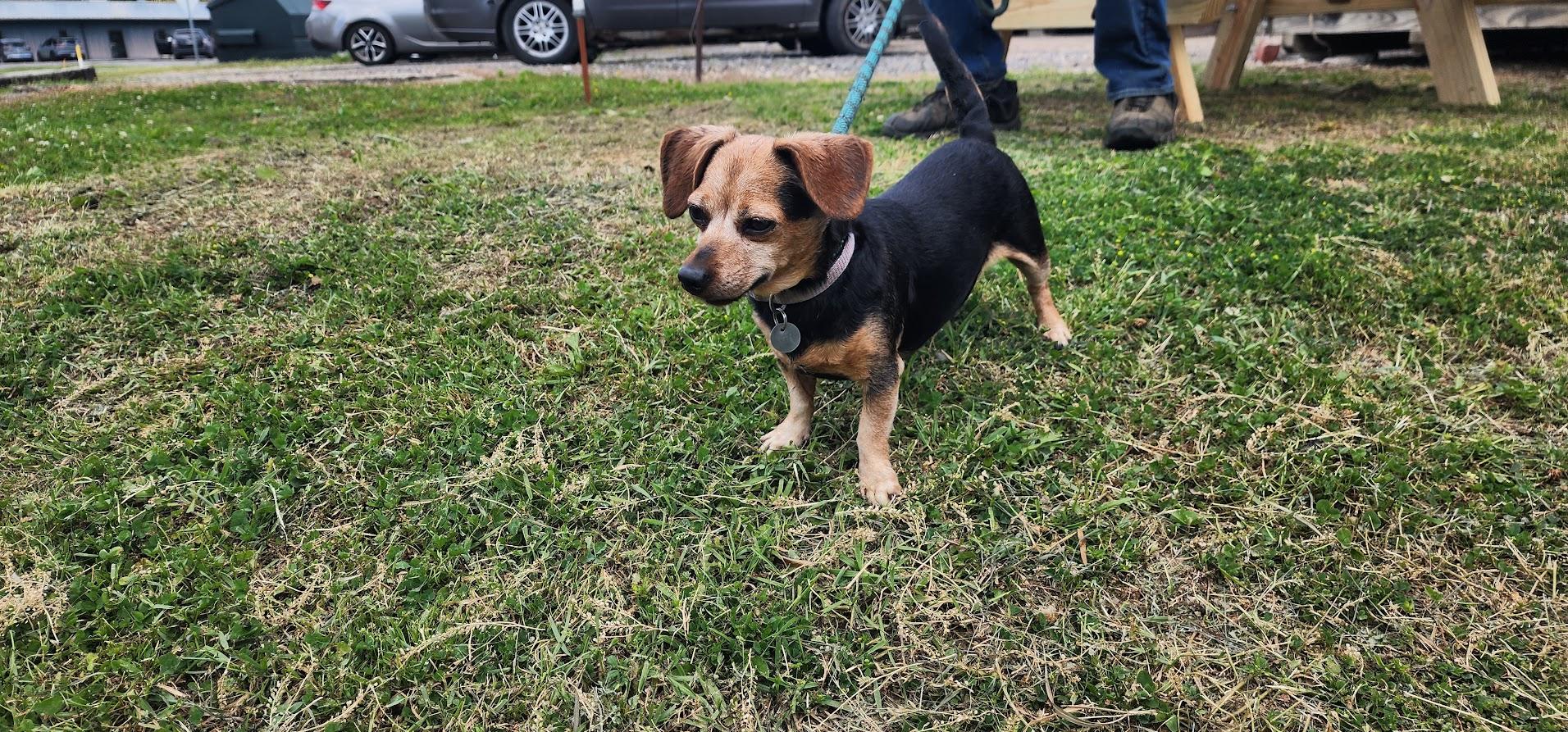 Cleo 131-26, a ADOPTABLE Mixed Breed in Cambridge, OH image 5/5