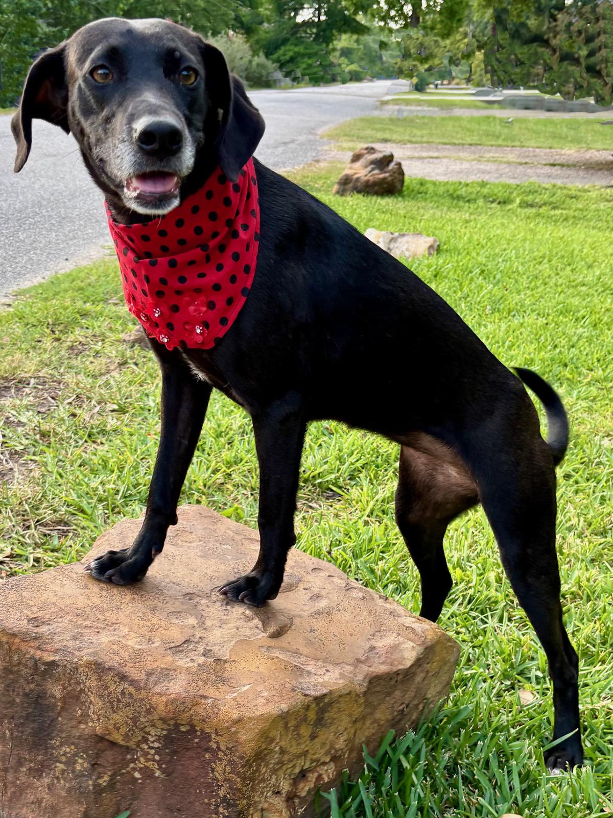 LACY - WHAT A GORGEOUS GIRL - SEE VIDEO! — thumbnail 4