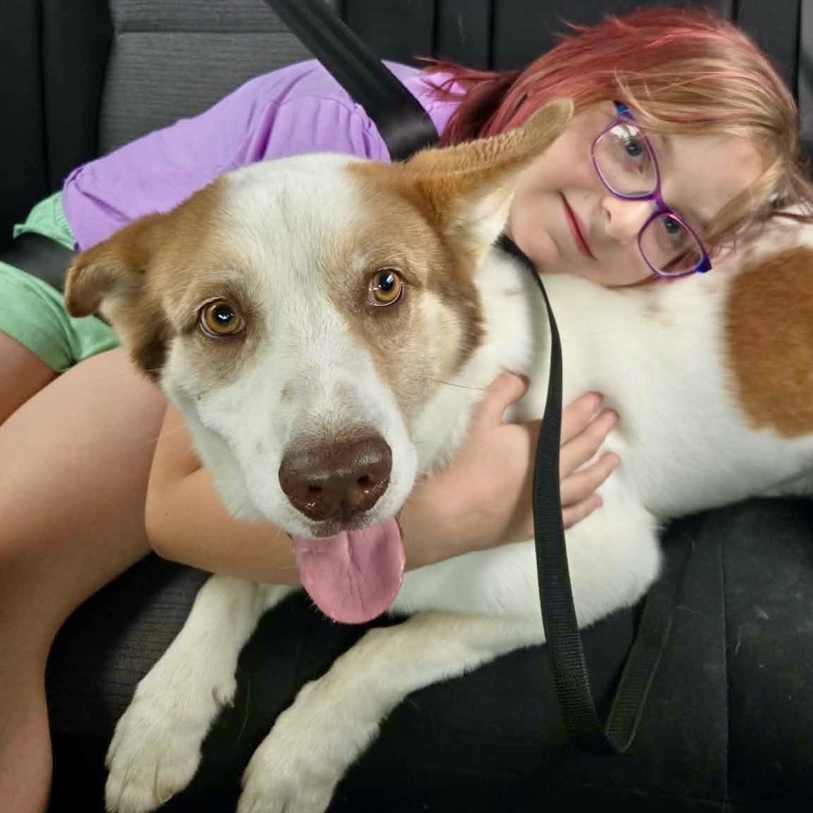 Keanu, Adoptable, Adult Male Australian Cattle Dog / Blue Heeler.