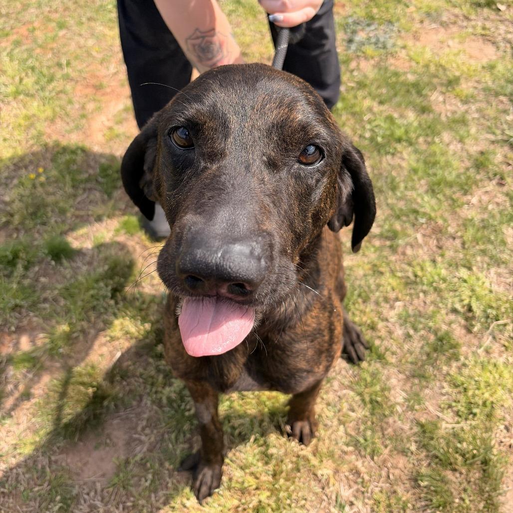 Beans, Adoptable, Young Male Hound & Mixed Breed.