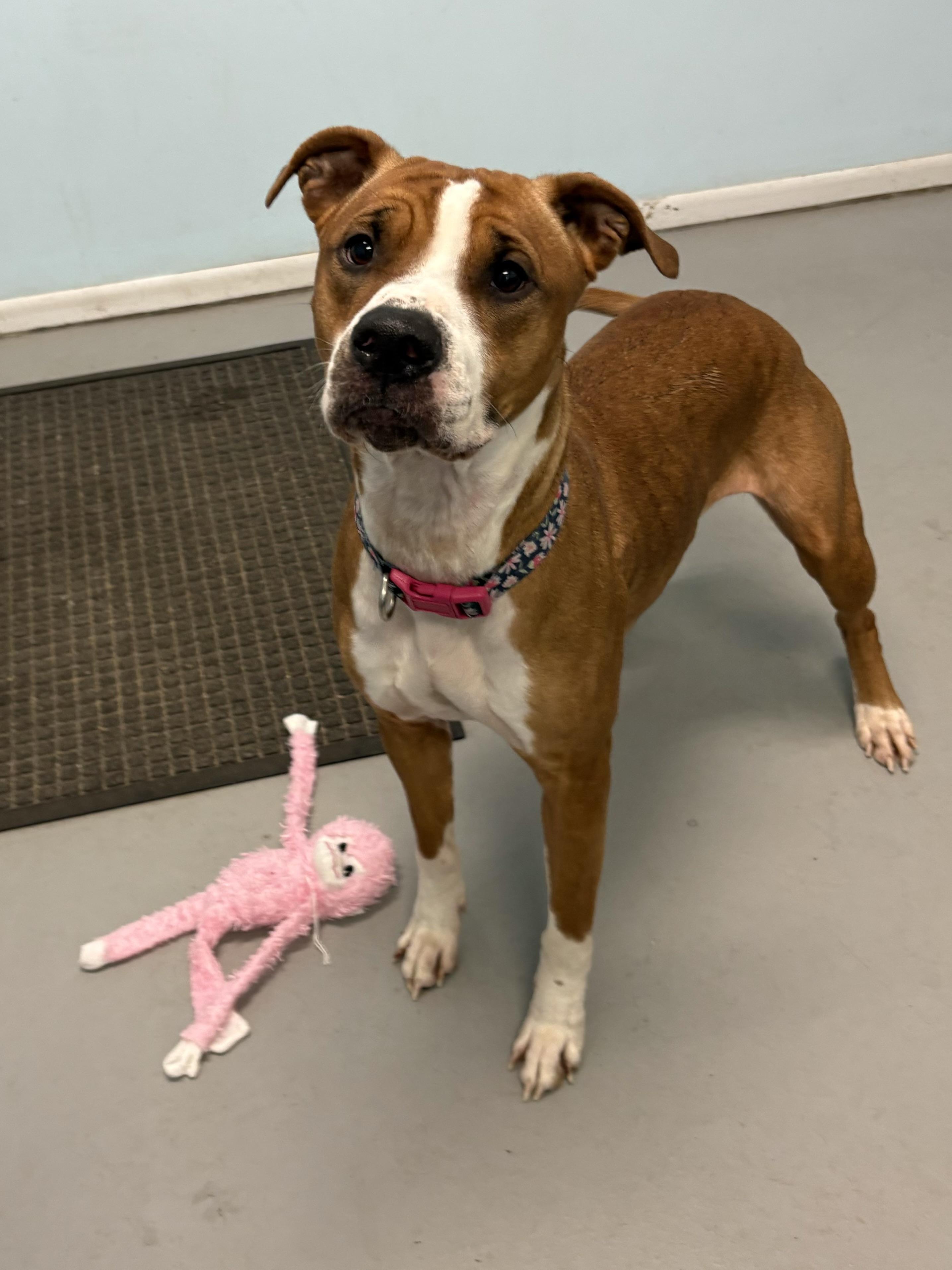 Zivea, Adult Female Mixed Breed