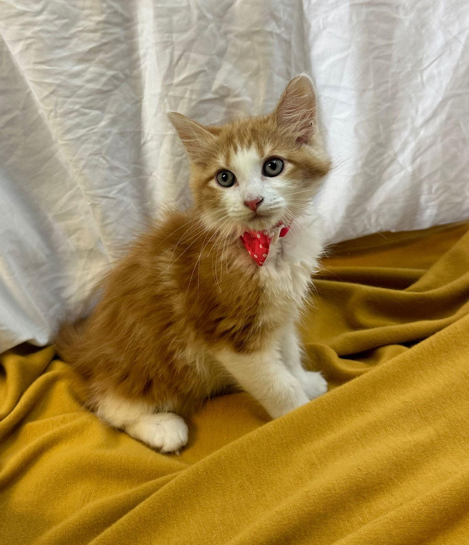 giulia, Adopted, Kitten Female Domestic Medium Hair.