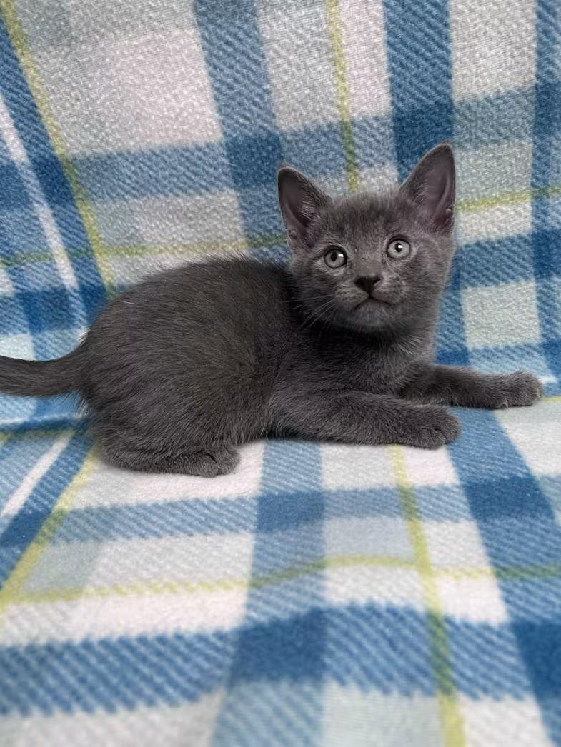 Bluestar, a ADOPTABLE mixed breed in Greensboro, NC image 3/3
