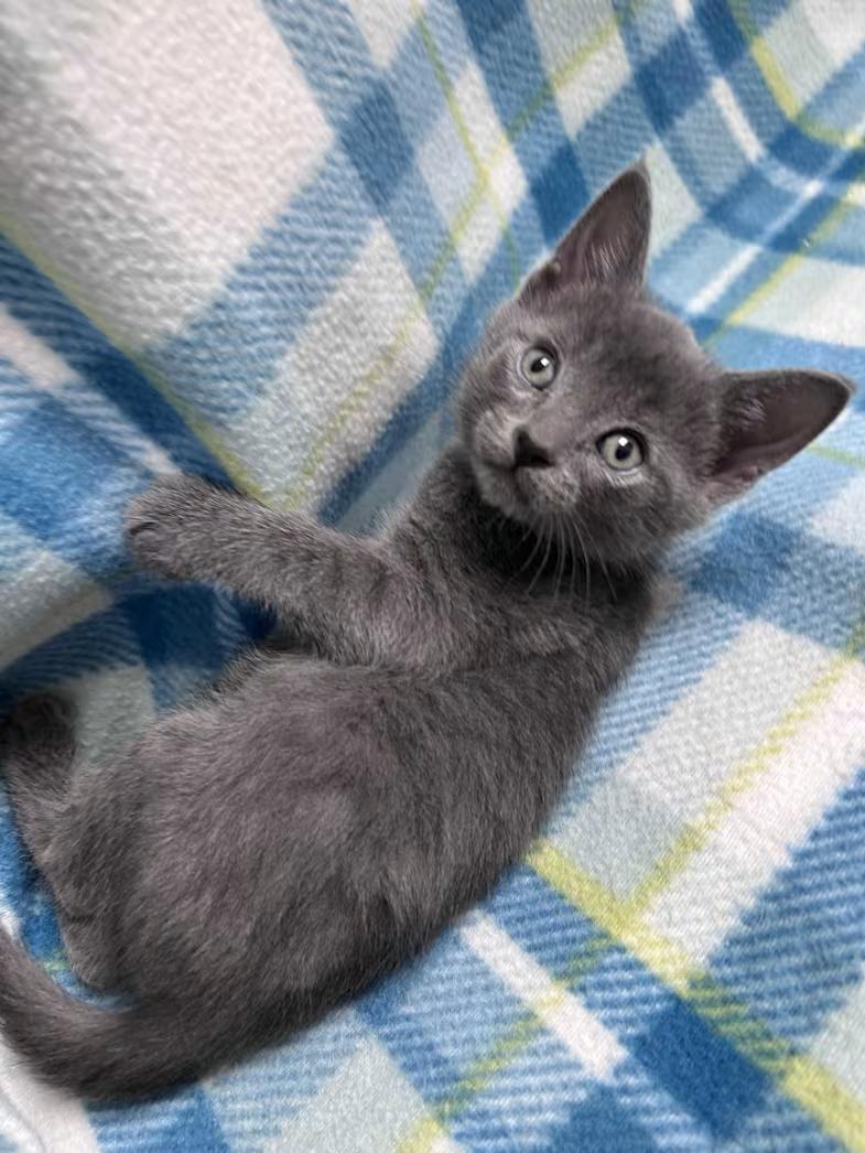 Bluestar, ADOPTABLE, Kitten Male Domestic Short Hair & Russian Blue.