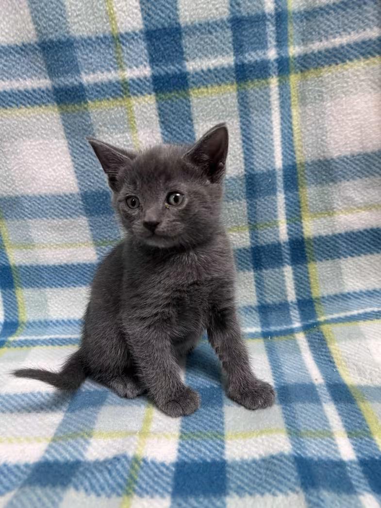 Bluestar, a ADOPTABLE mixed breed in Greensboro, NC image 2/3
