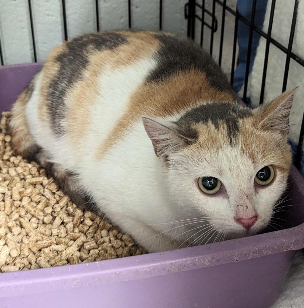 Crysta, Adoptable, Adult Female Domestic Short Hair.