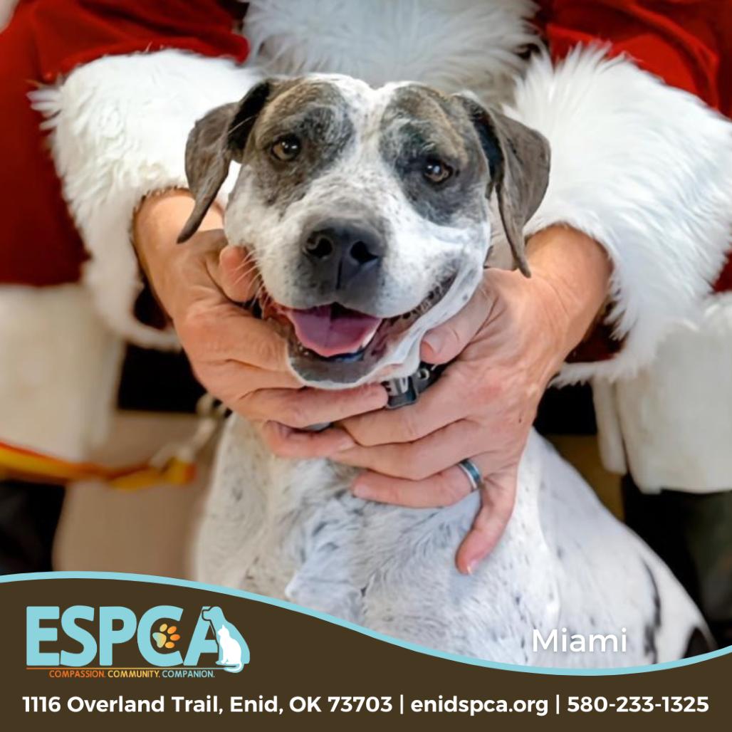 Enlarge Miami, a Adoptable mixed breed in Enid, OK image 3/6