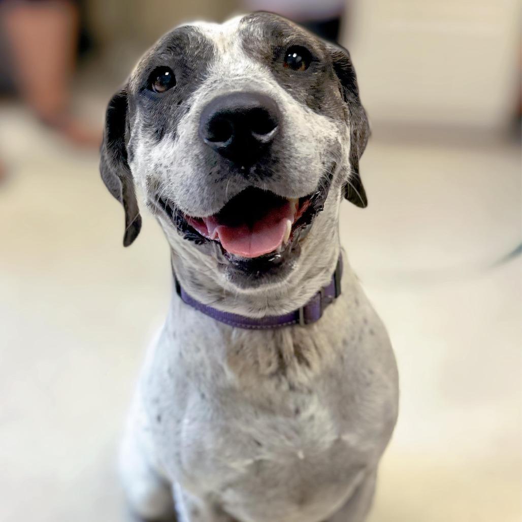 Miami, a Adoptable mixed breed in Enid, OK image 2/6