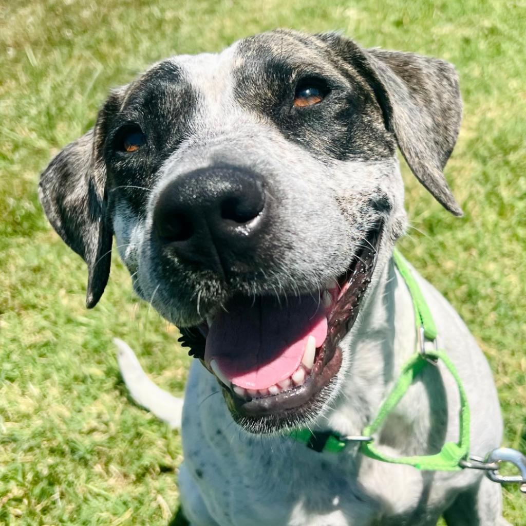 Miami, a Adoptable mixed breed in Enid, OK image 3/6