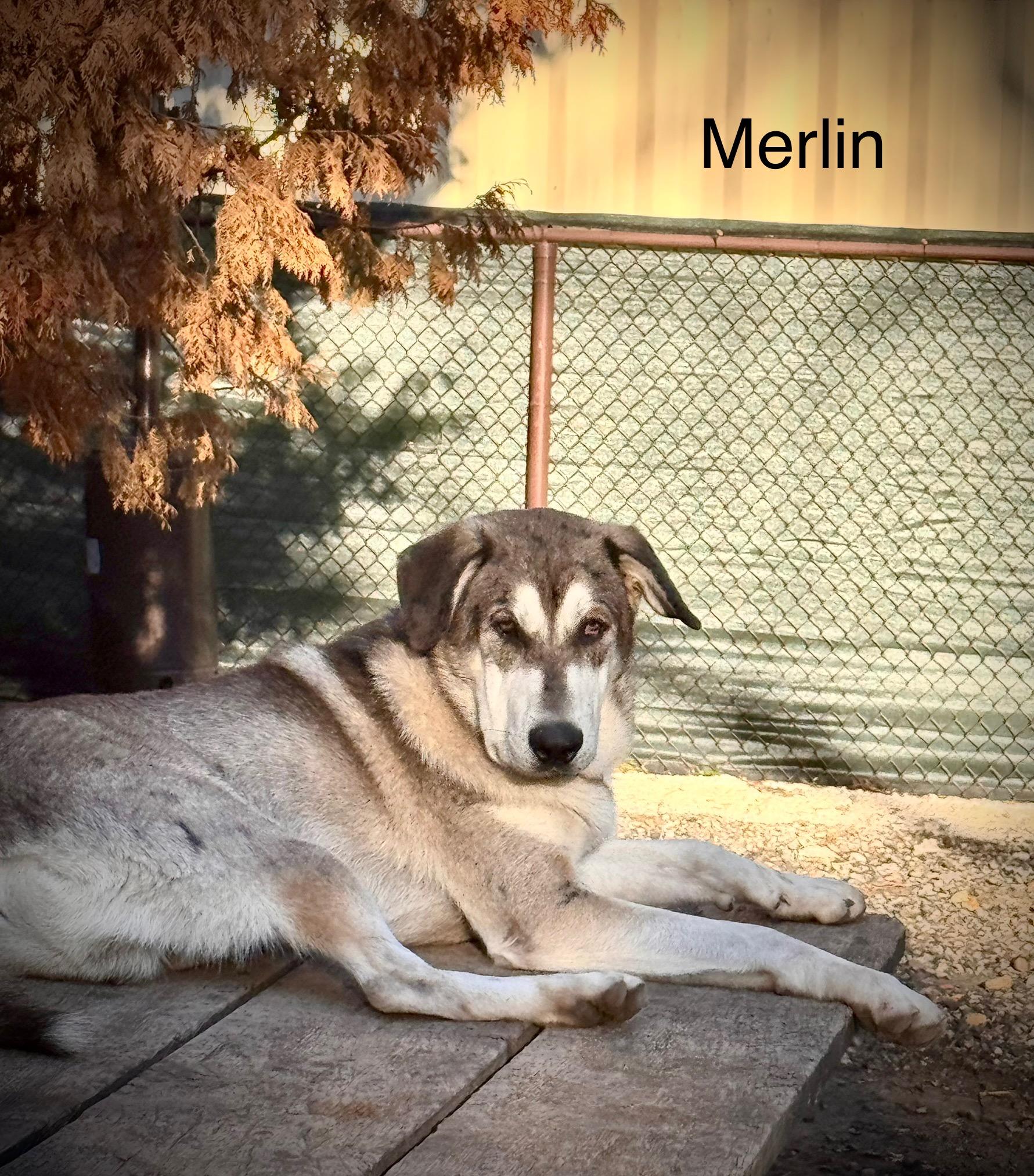 Merlin ( Théo), Adoptable, Young Male Husky.