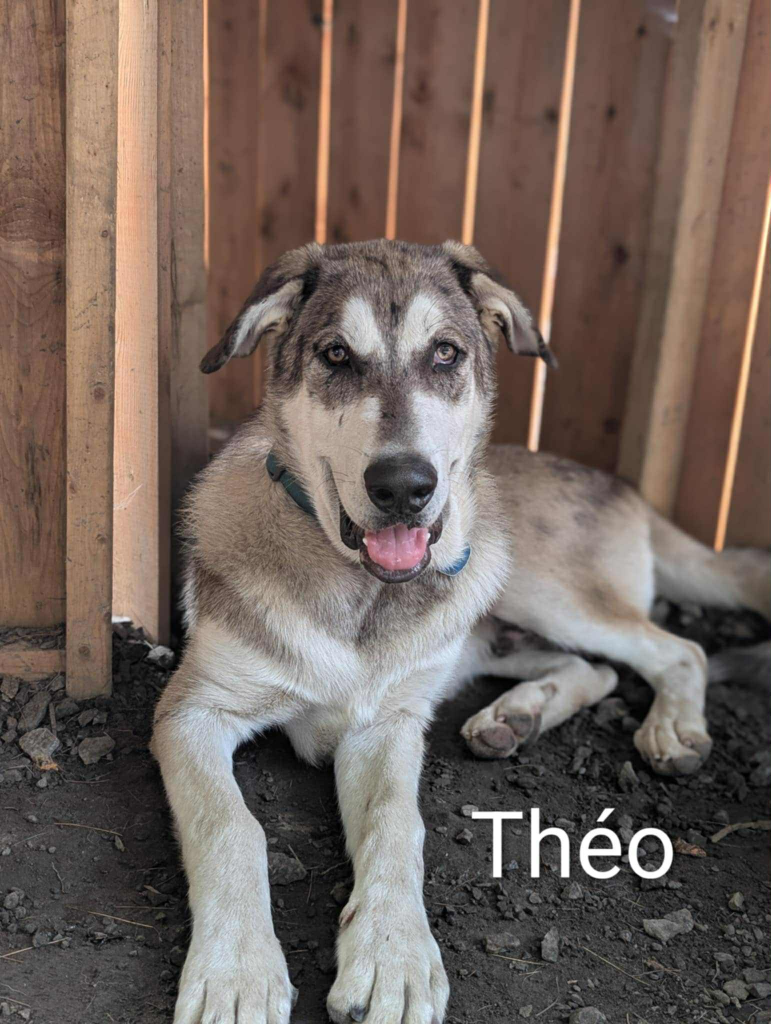 Merlin ( Théo), a Adoptable mixed breed in STE-MARGUERITE-DU-LAC-MASSON, QC image 2/2