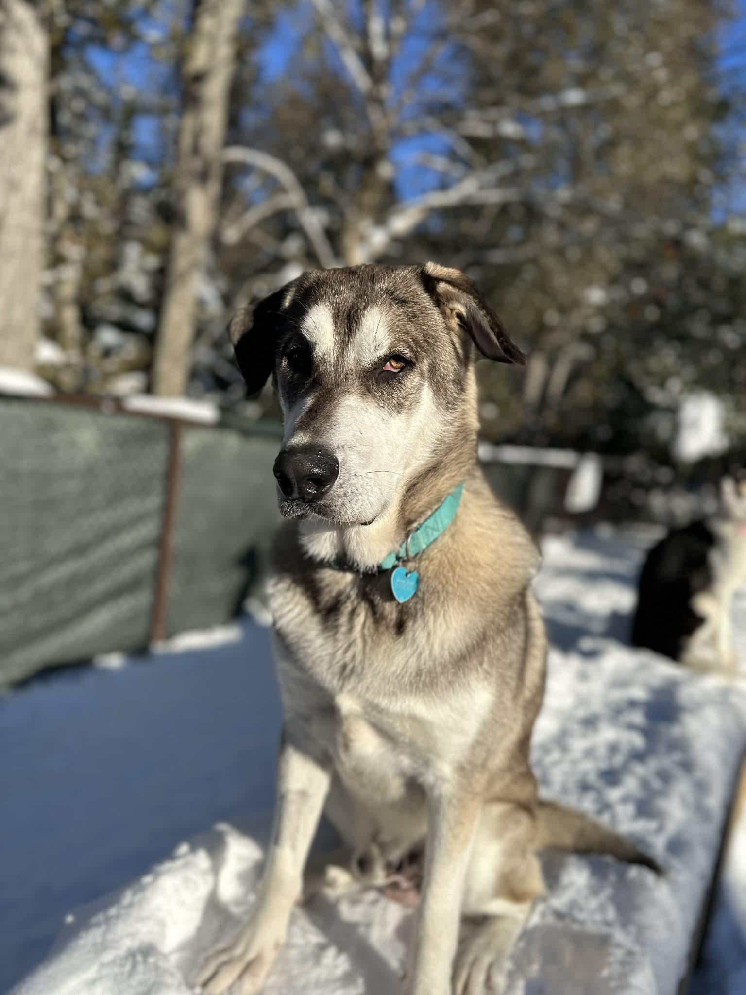 Merlin ( Théo), Adoptable, Young Male Husky.
