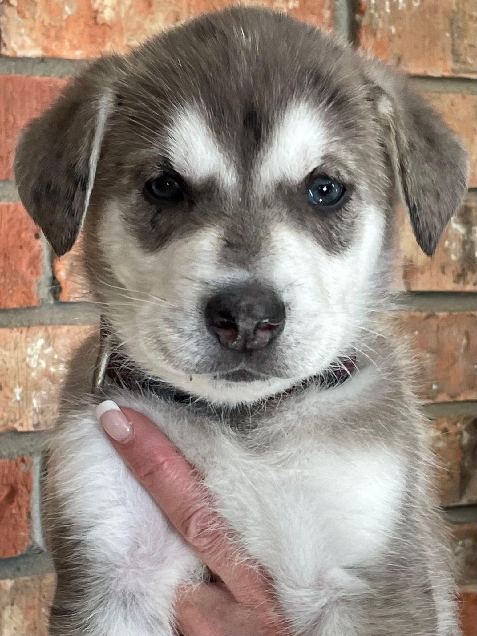 Merlin, an adoptable Husky in STE-MARGUERITE-DU-LAC-MASSON, QC, J0T 1L0 | Photo Image 2