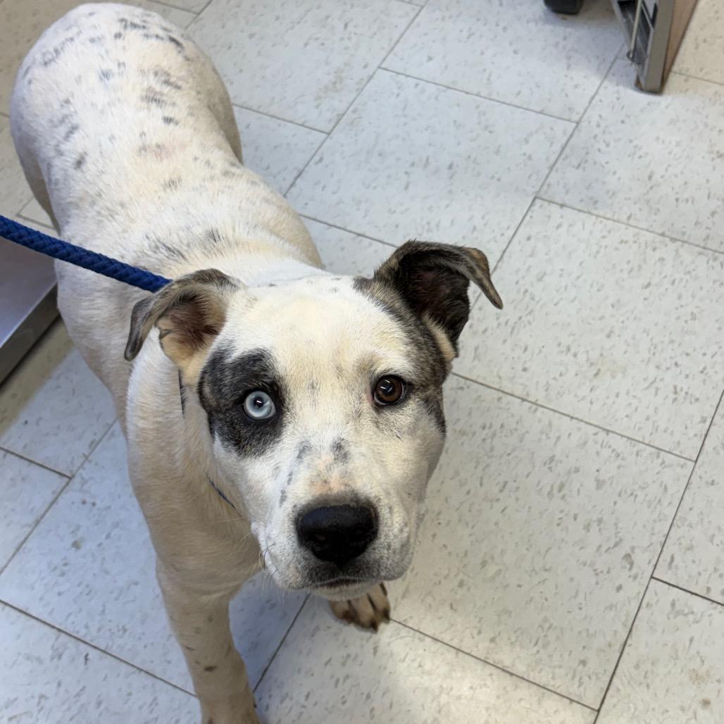 Meatball, Adoptable, Young Male Mixed Breed.