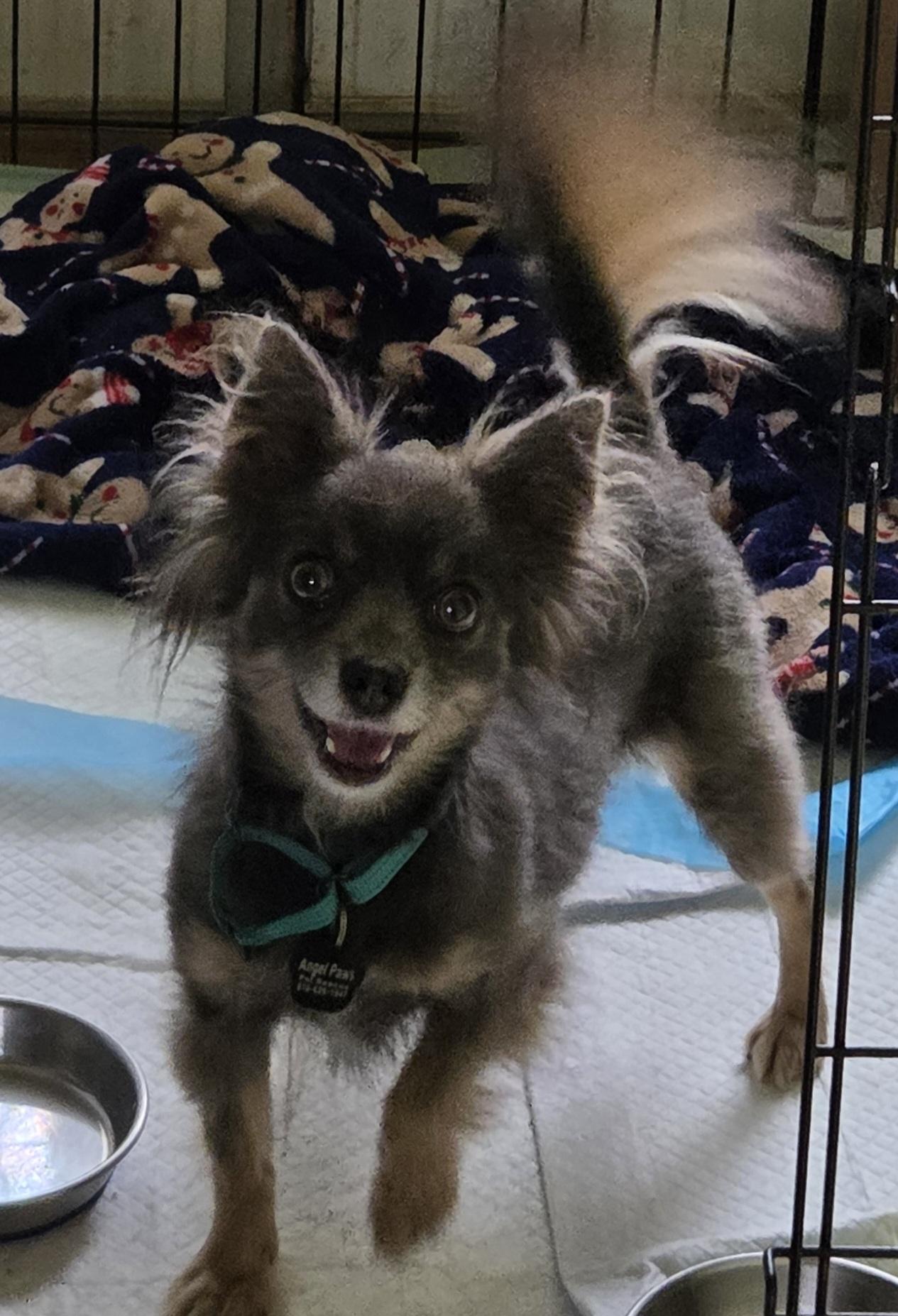 Blue, Adult Female unknown