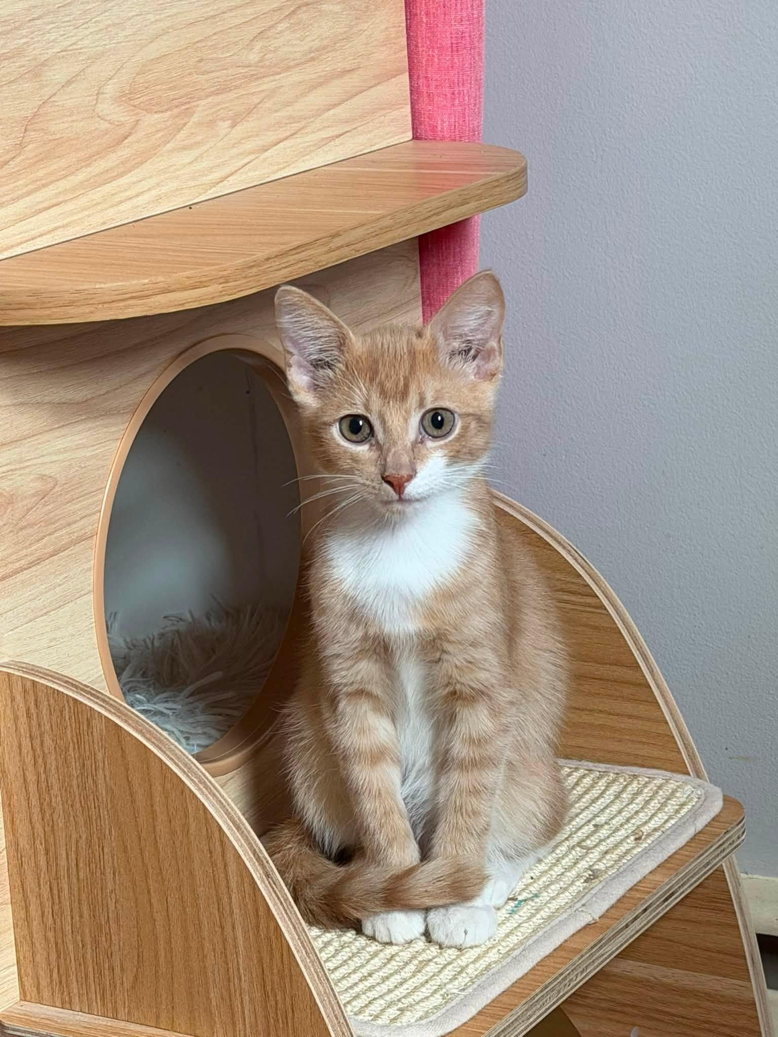 Half Baked- Kitten, Adopted, Kitten Male Domestic Short Hair.