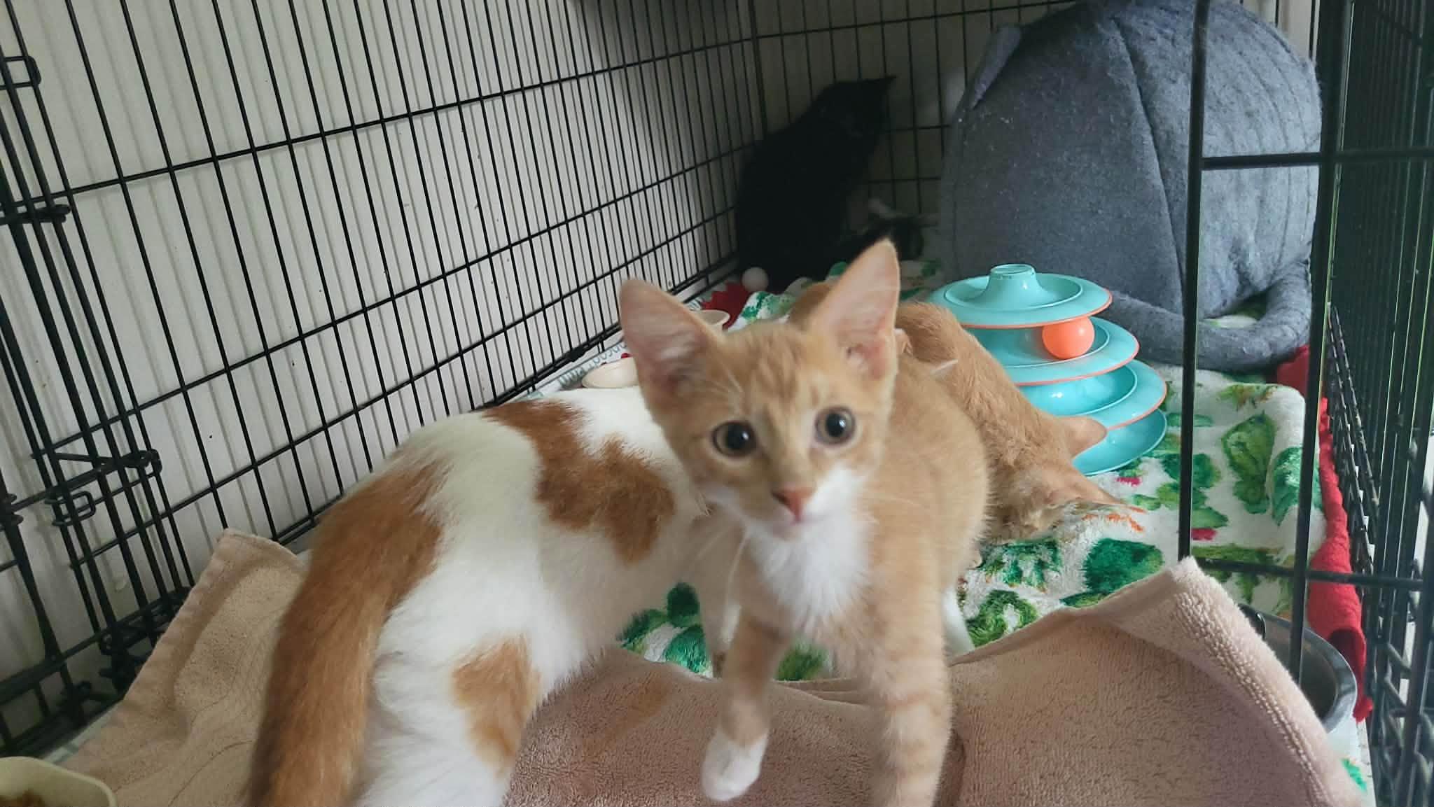 Enlarge Half Baked- Kitten, a Adopted Domestic Short Hair in Enfield, CT image 2/2