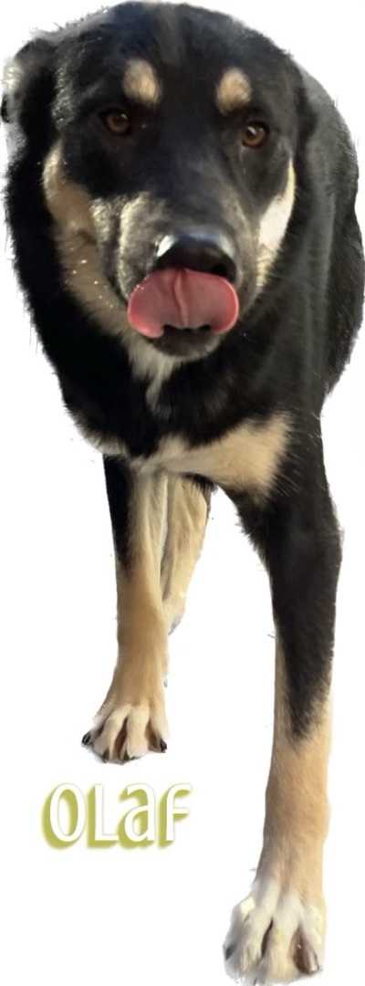Olaf photo 2