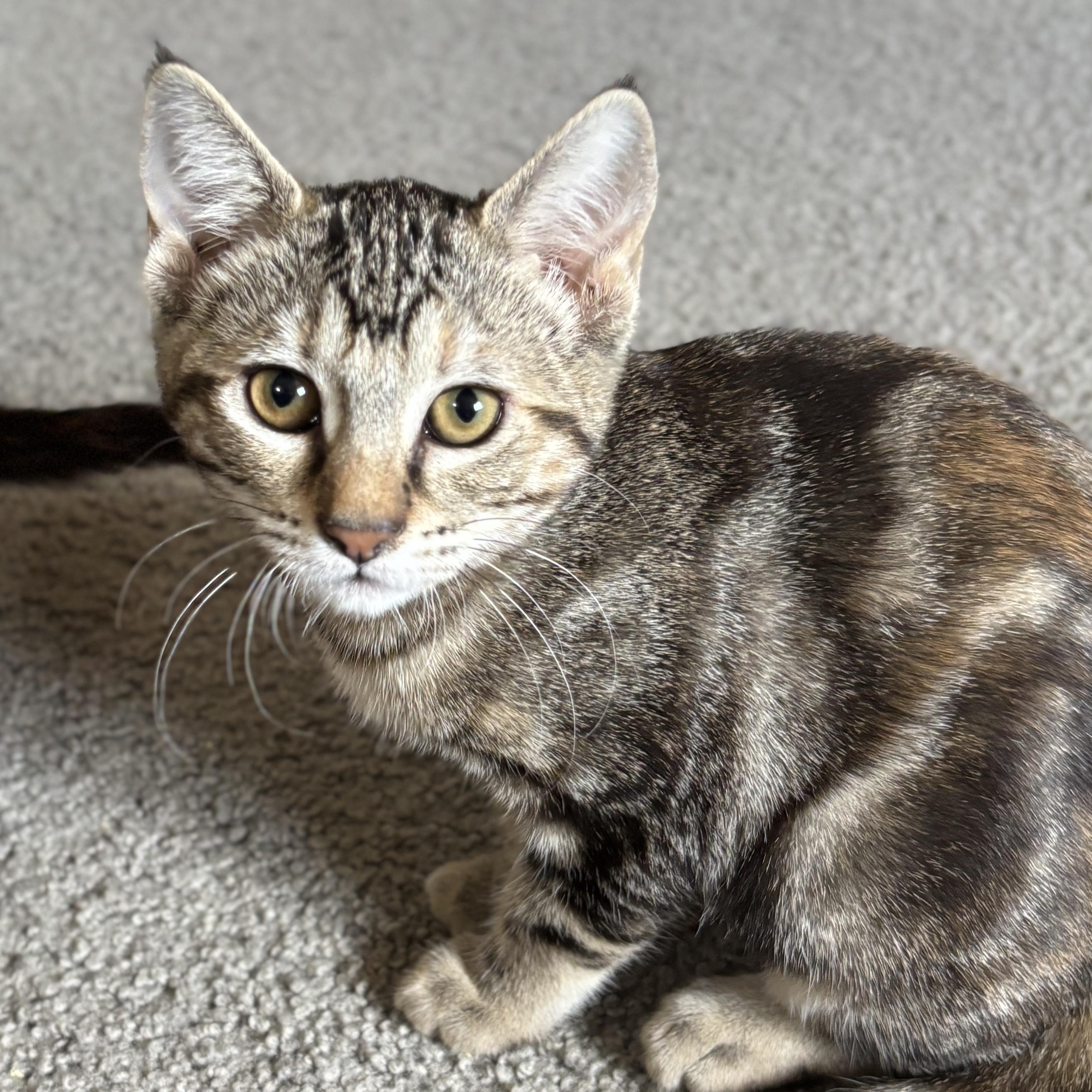 Wombat, a Adoptable Domestic Short Hair in Sonora, CA image 2/2