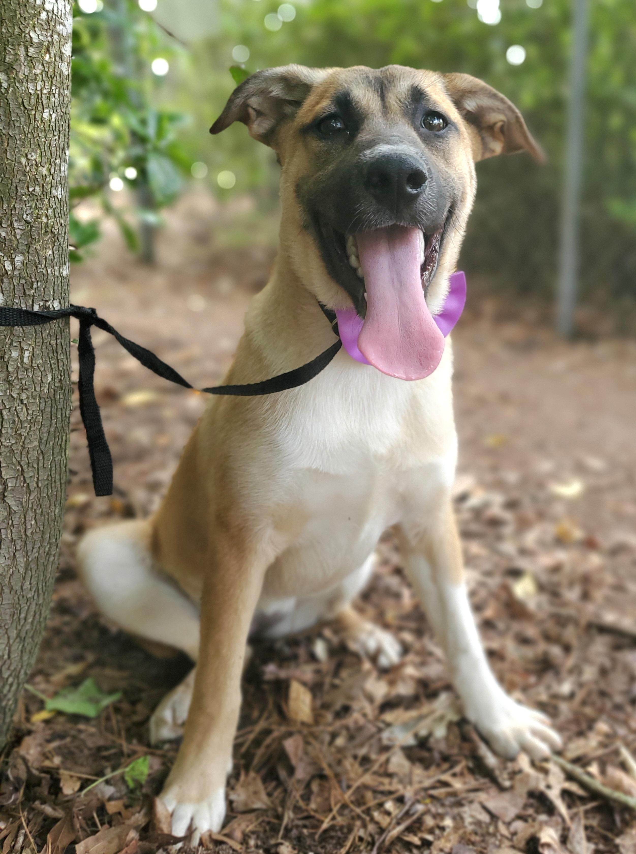 Enlarge Brownie, a Adoptable mixed breed in Fayetteville , NC image 4/6