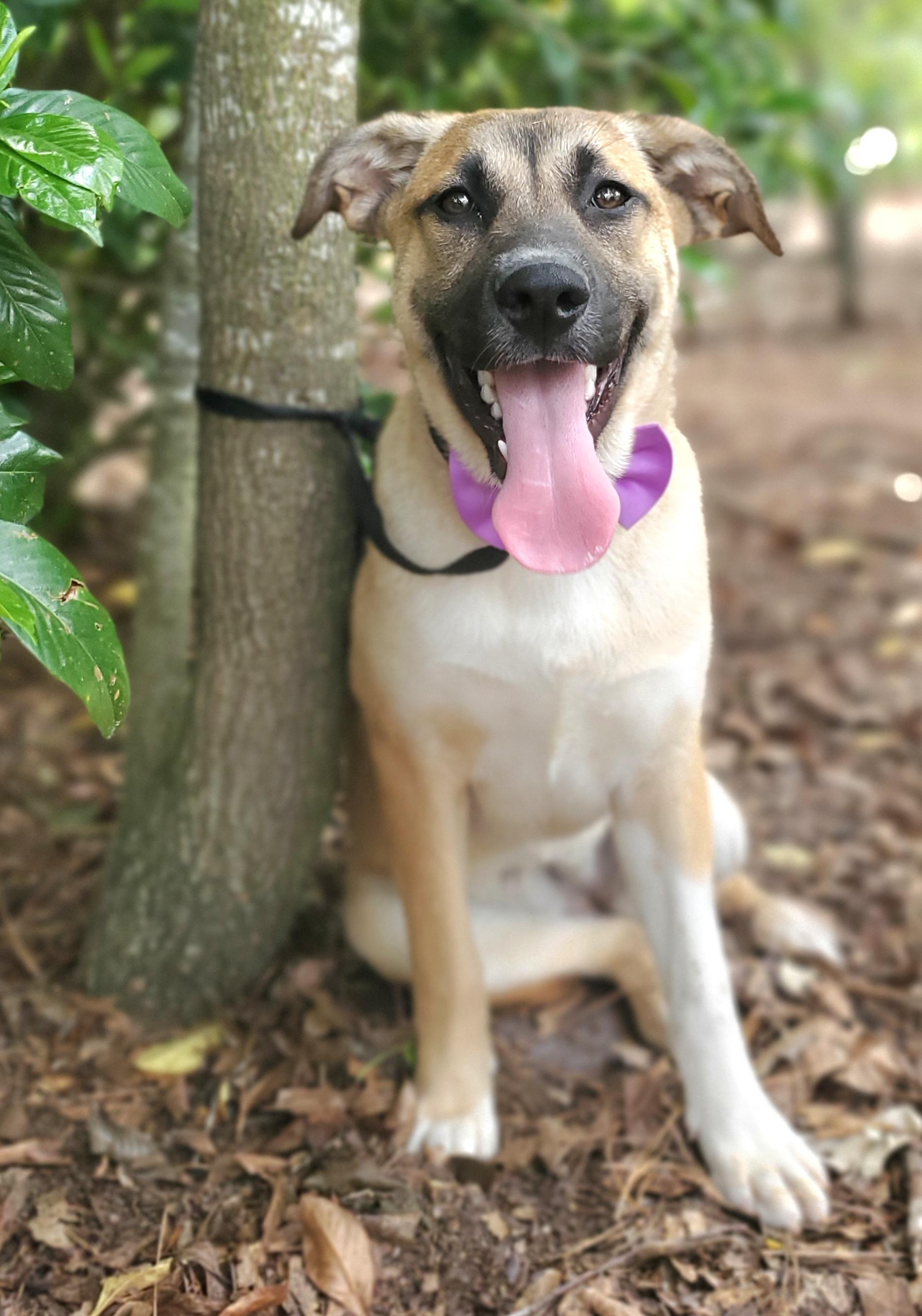Enlarge Brownie, a Adoptable mixed breed in Fayetteville , NC image 3/6