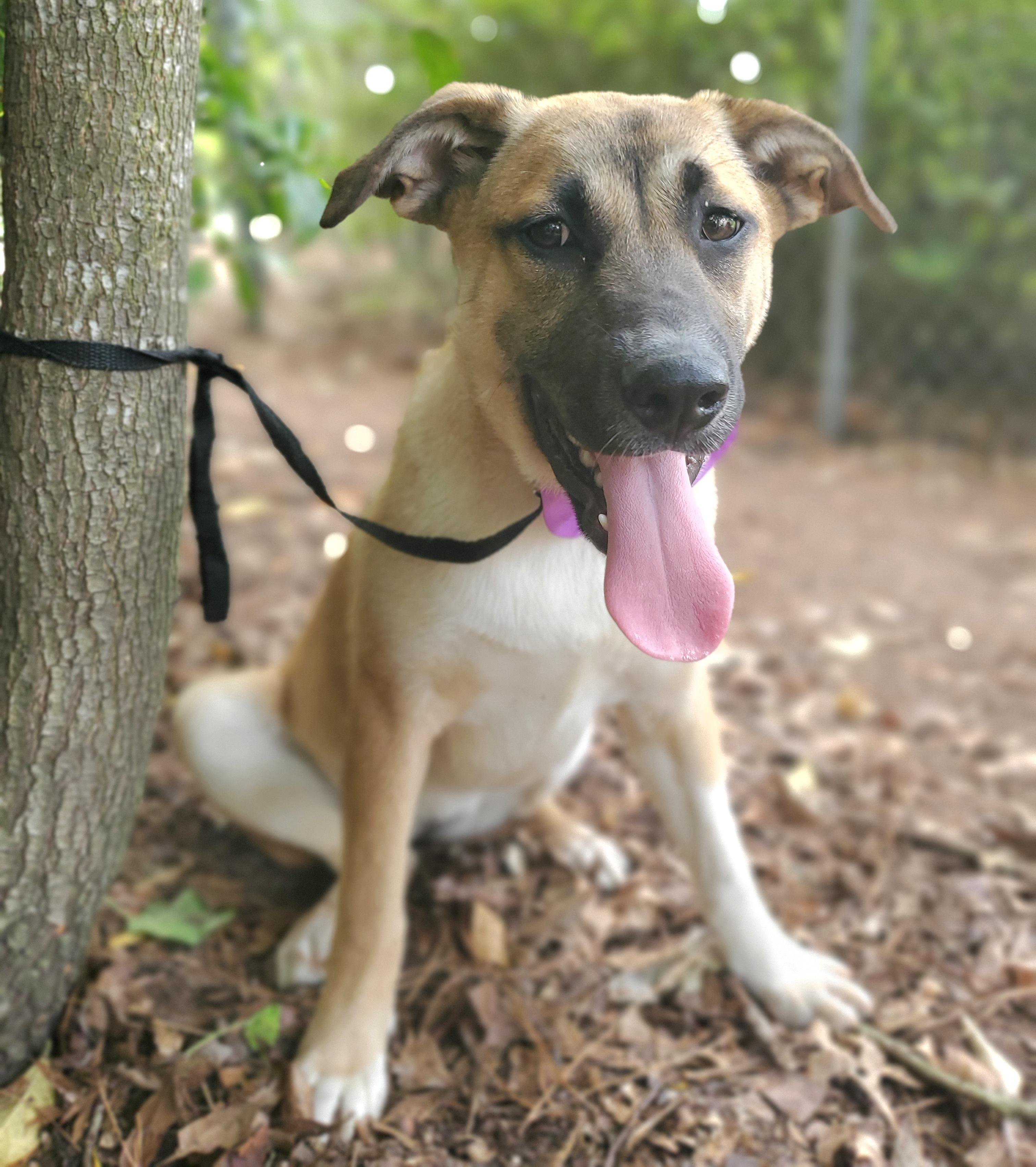 Enlarge Brownie, a Adoptable mixed breed in Fayetteville , NC image 2/6