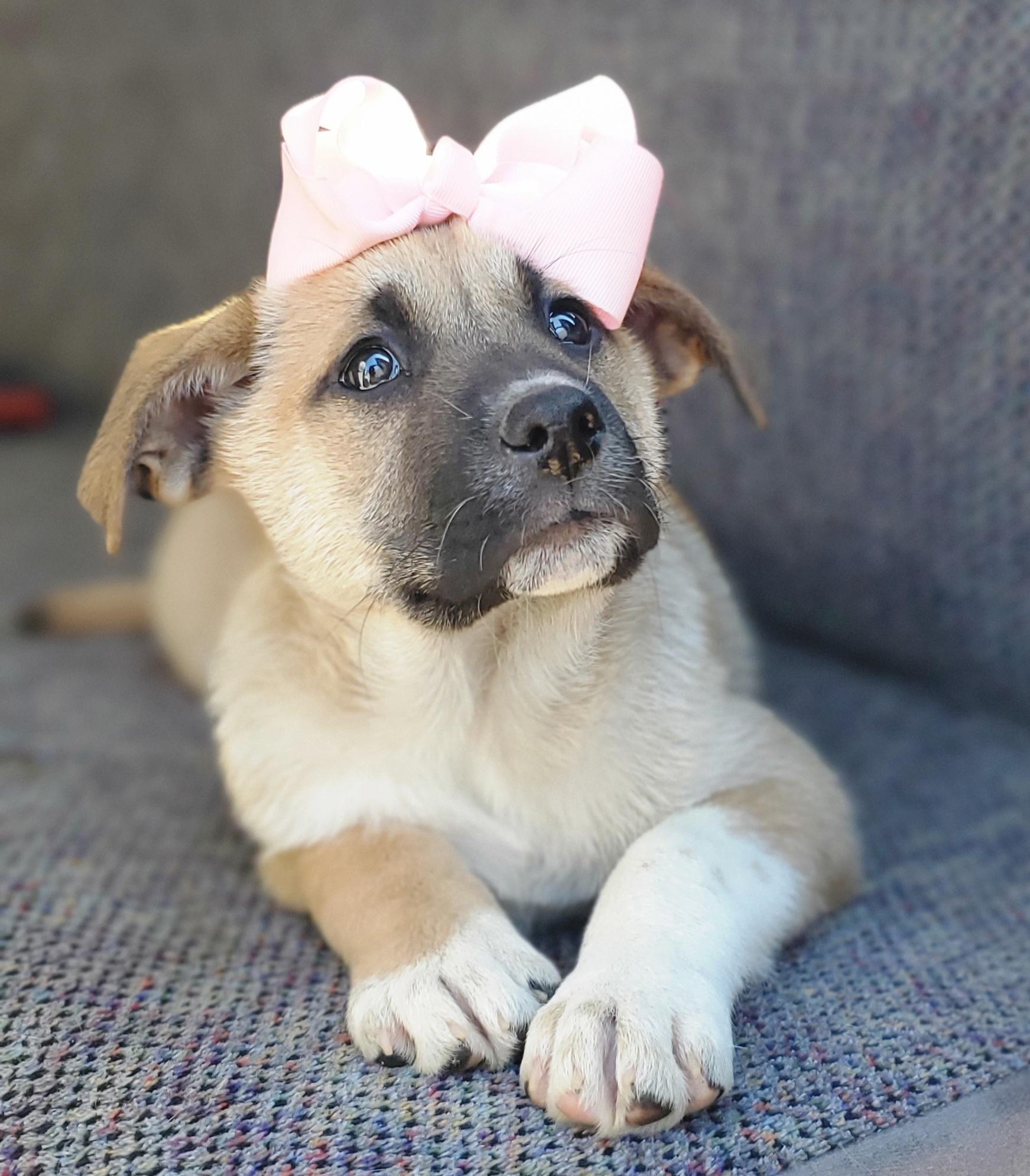 Enlarge Brownie, a Adoptable mixed breed in Fayetteville , NC image 4/6