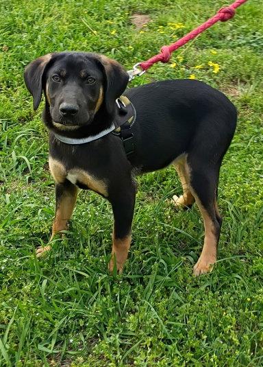 Max, Adopted, Puppy Male Coonhound & Catahoula Leopard Dog.