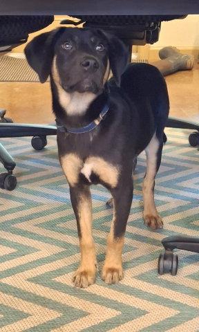 Max, a Adopted mixed breed in Mountain View, AR image 2/3