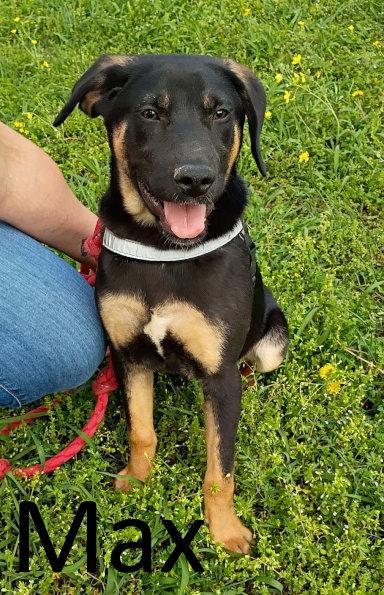 Max, a Adopted mixed breed in Mountain View, AR image 3/3