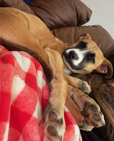 Enlarge Sweetie, an adopted mixed breed in Manhattan, KS image 3/6