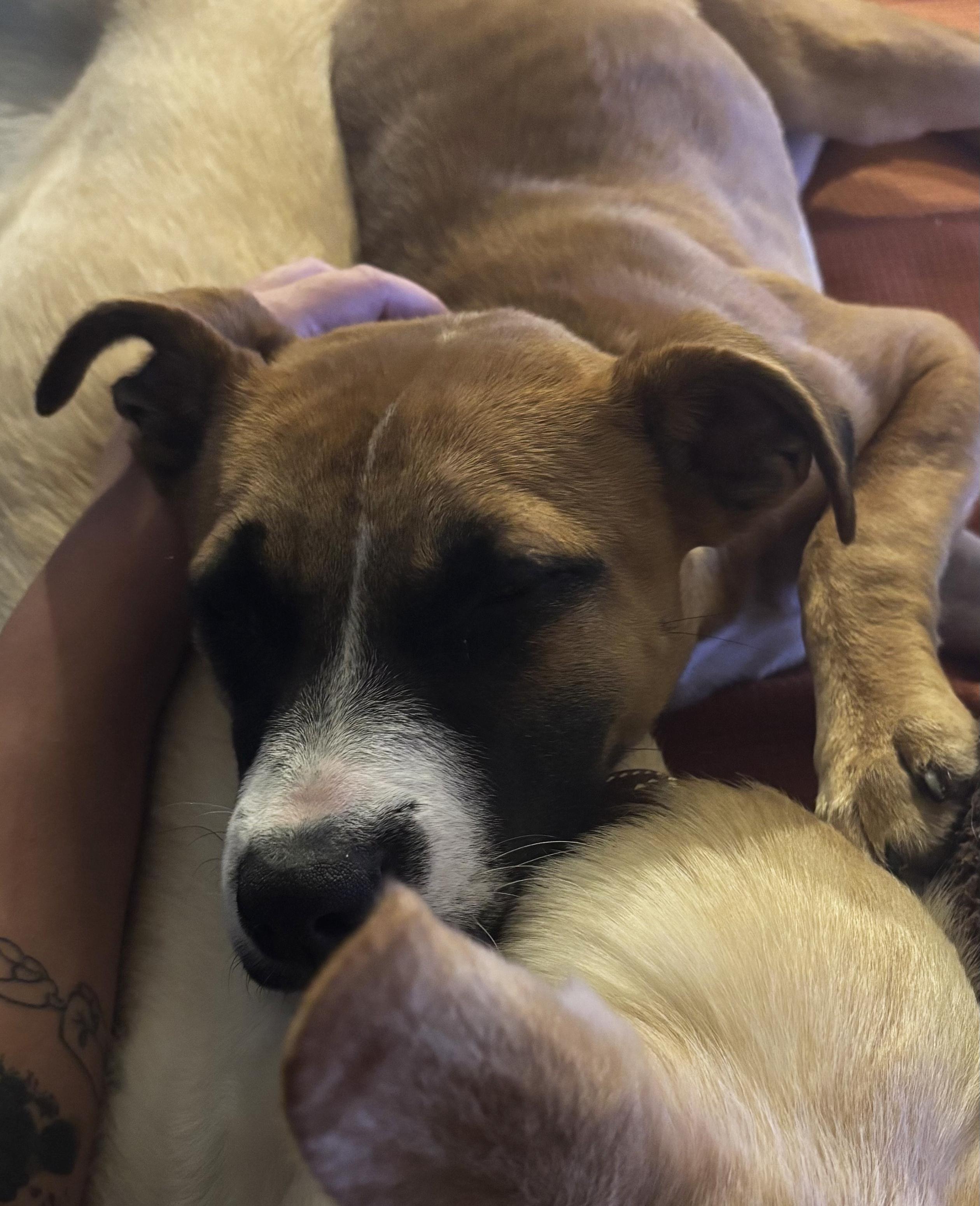 Enlarge Sweetie, an adopted mixed breed in Manhattan, KS image 4/6