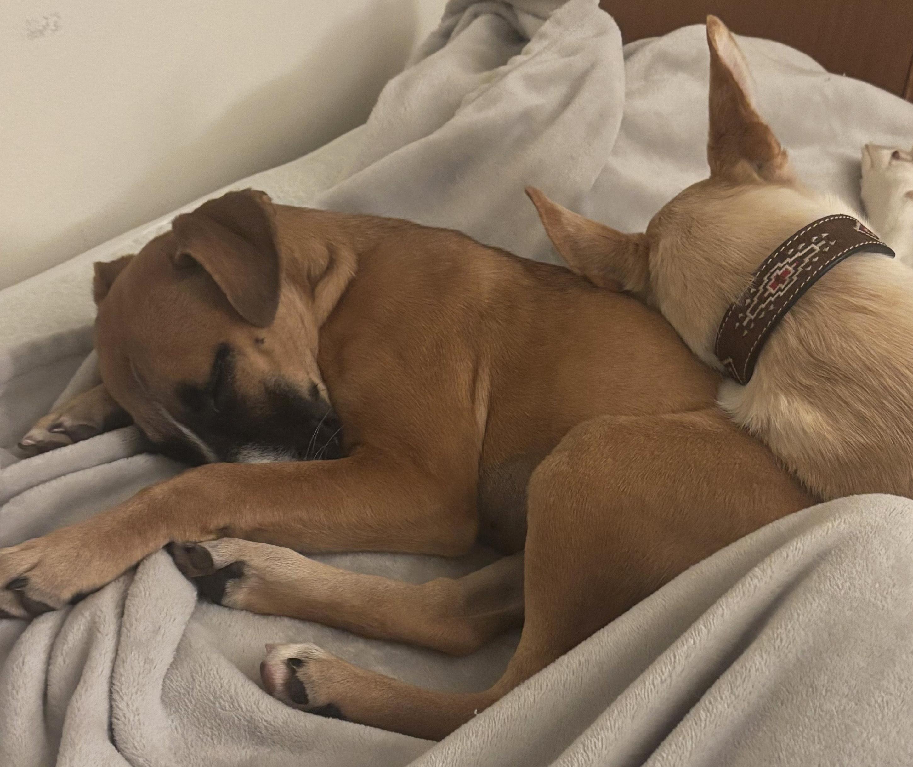 Enlarge Sweetie, an adopted mixed breed in Manhattan, KS image 5/6