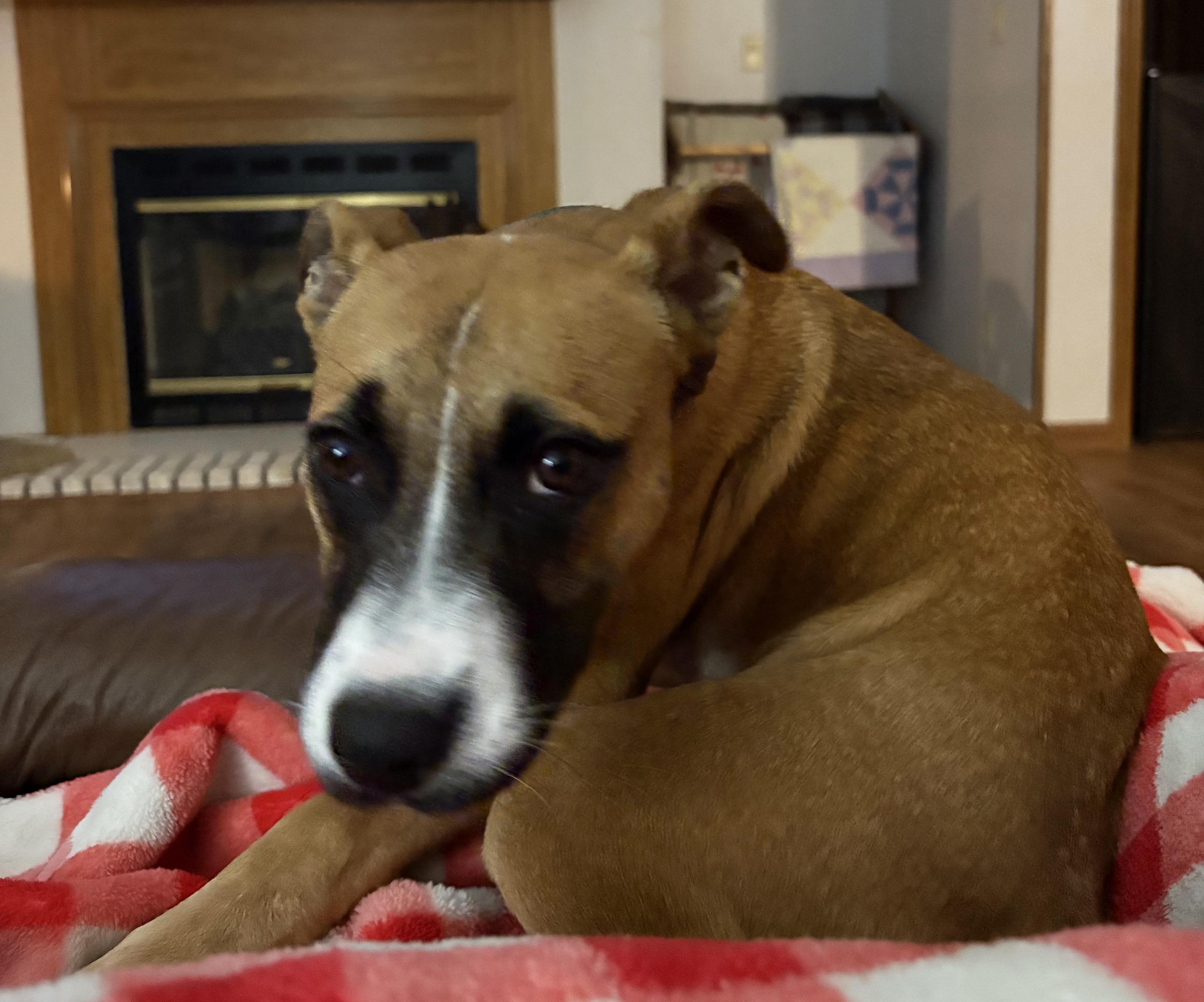 Enlarge Sweetie, an adopted mixed breed in Manhattan, KS image 6/6