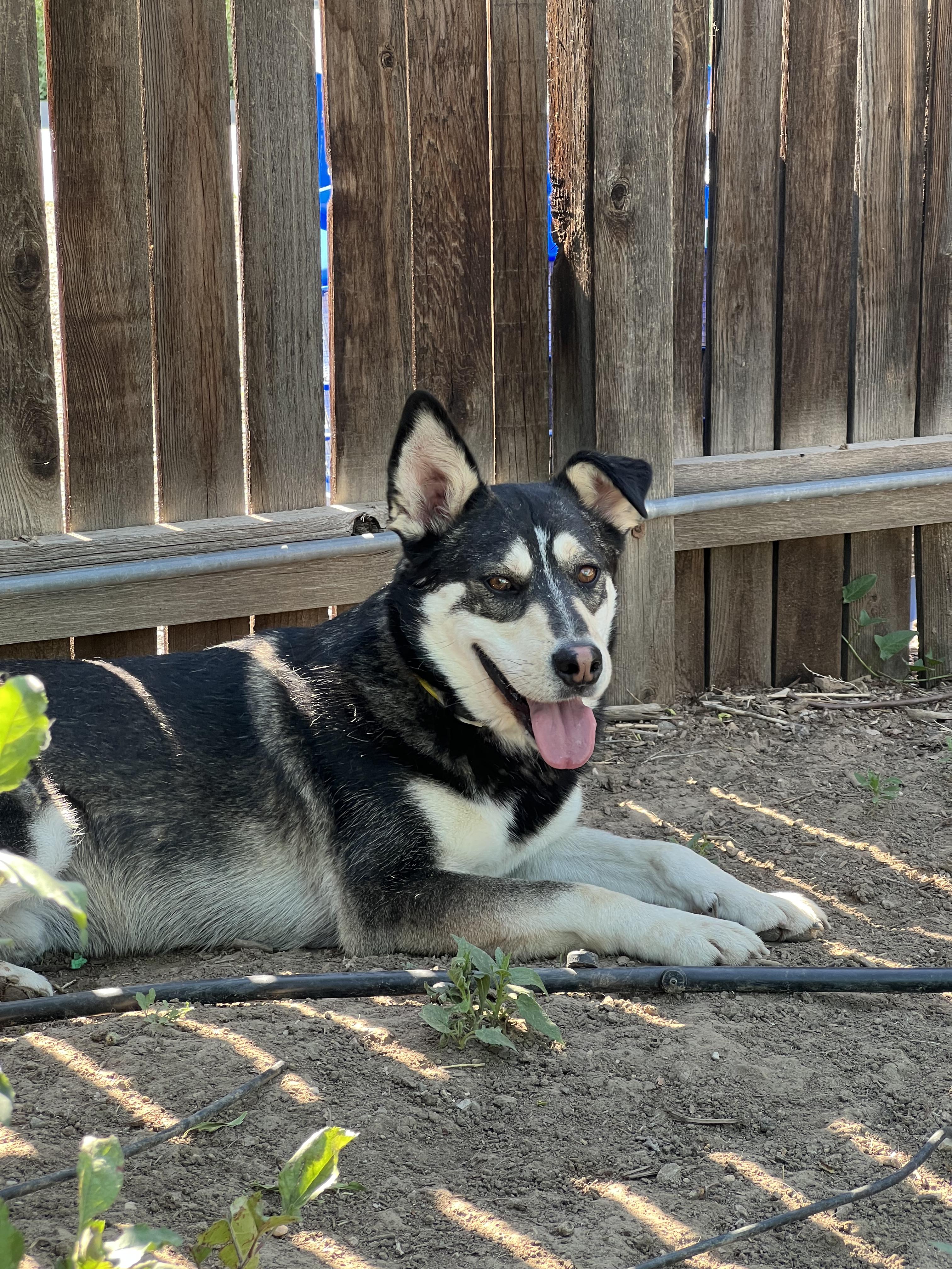 Cilantro, a ADOPTABLE mixed breed in Fort Collins, CO image 5/6