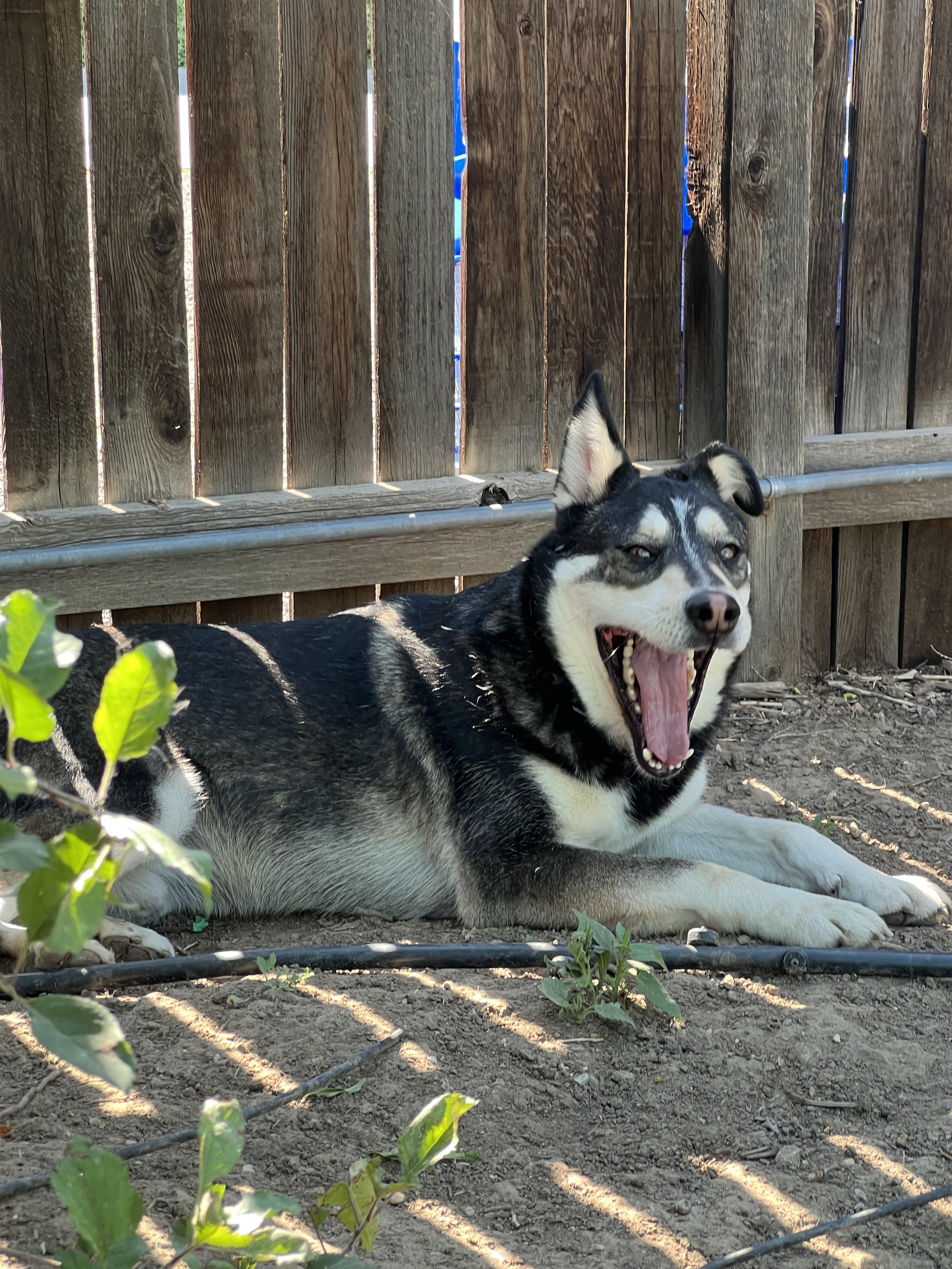 Cilantro, a ADOPTABLE mixed breed in Fort Collins, CO image 6/6