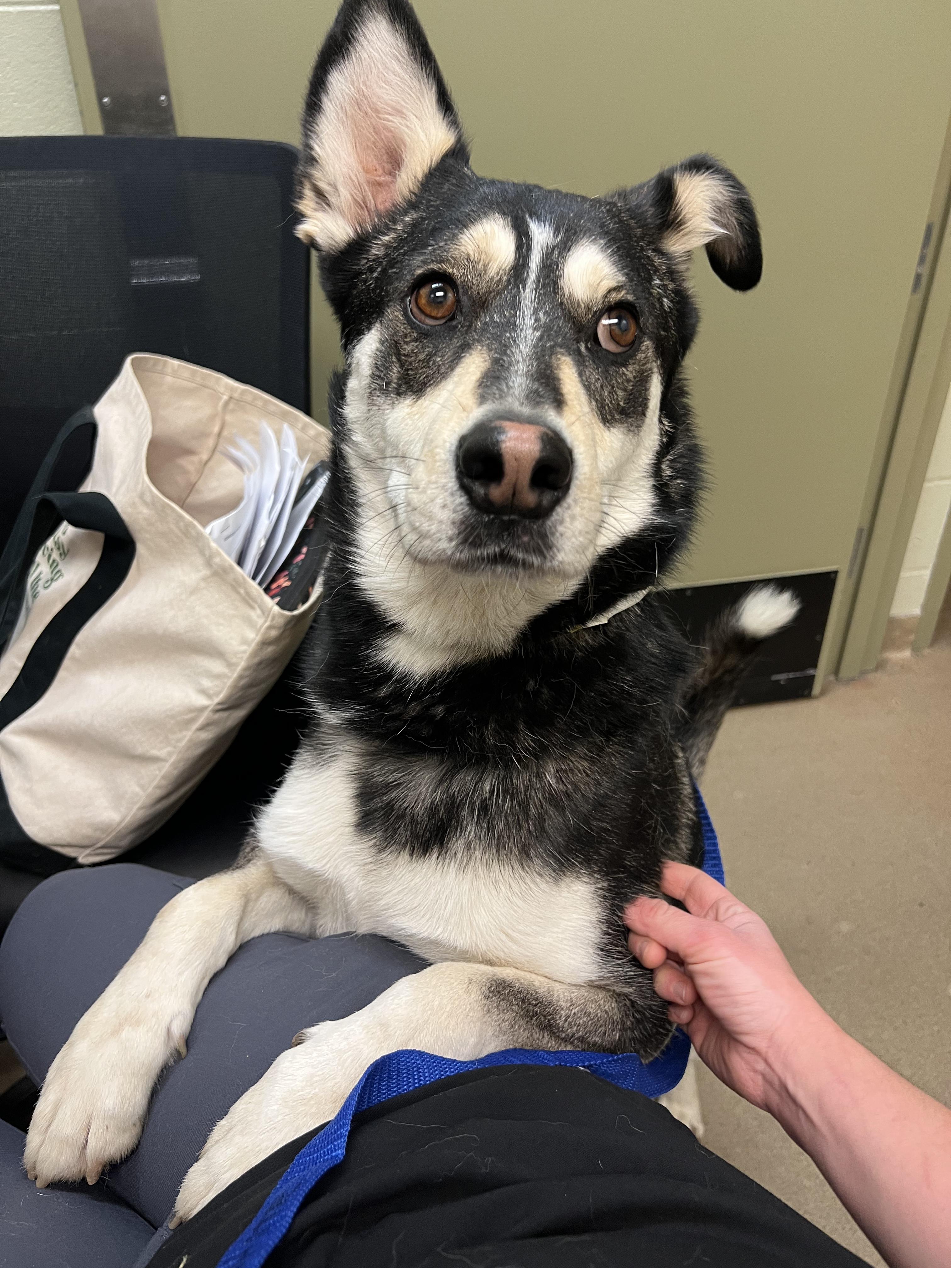 Cilantro, a ADOPTABLE mixed breed in Fort Collins, CO image 2/6