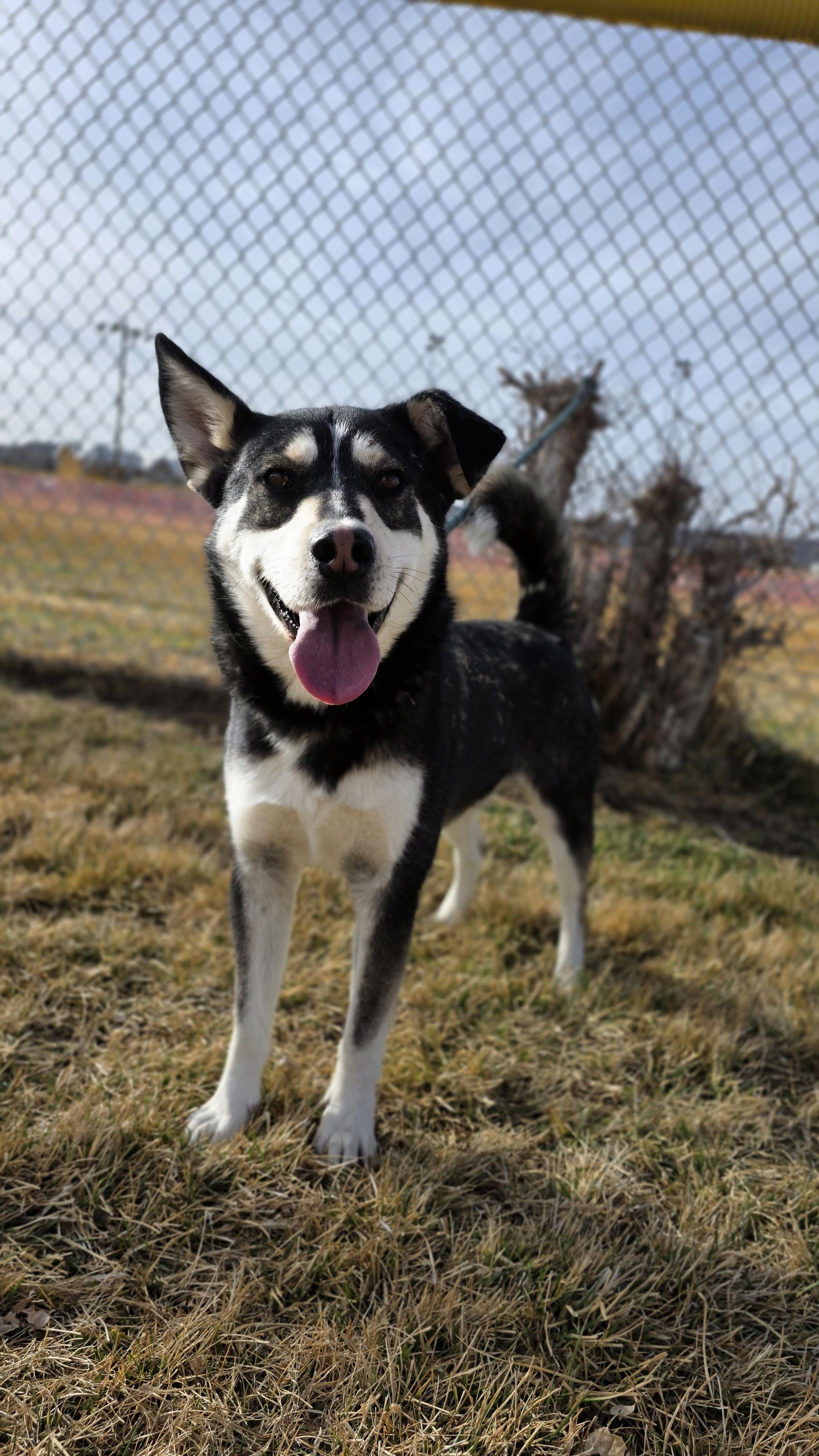 Cilantro, ADOPTABLE, Adult Male Husky.