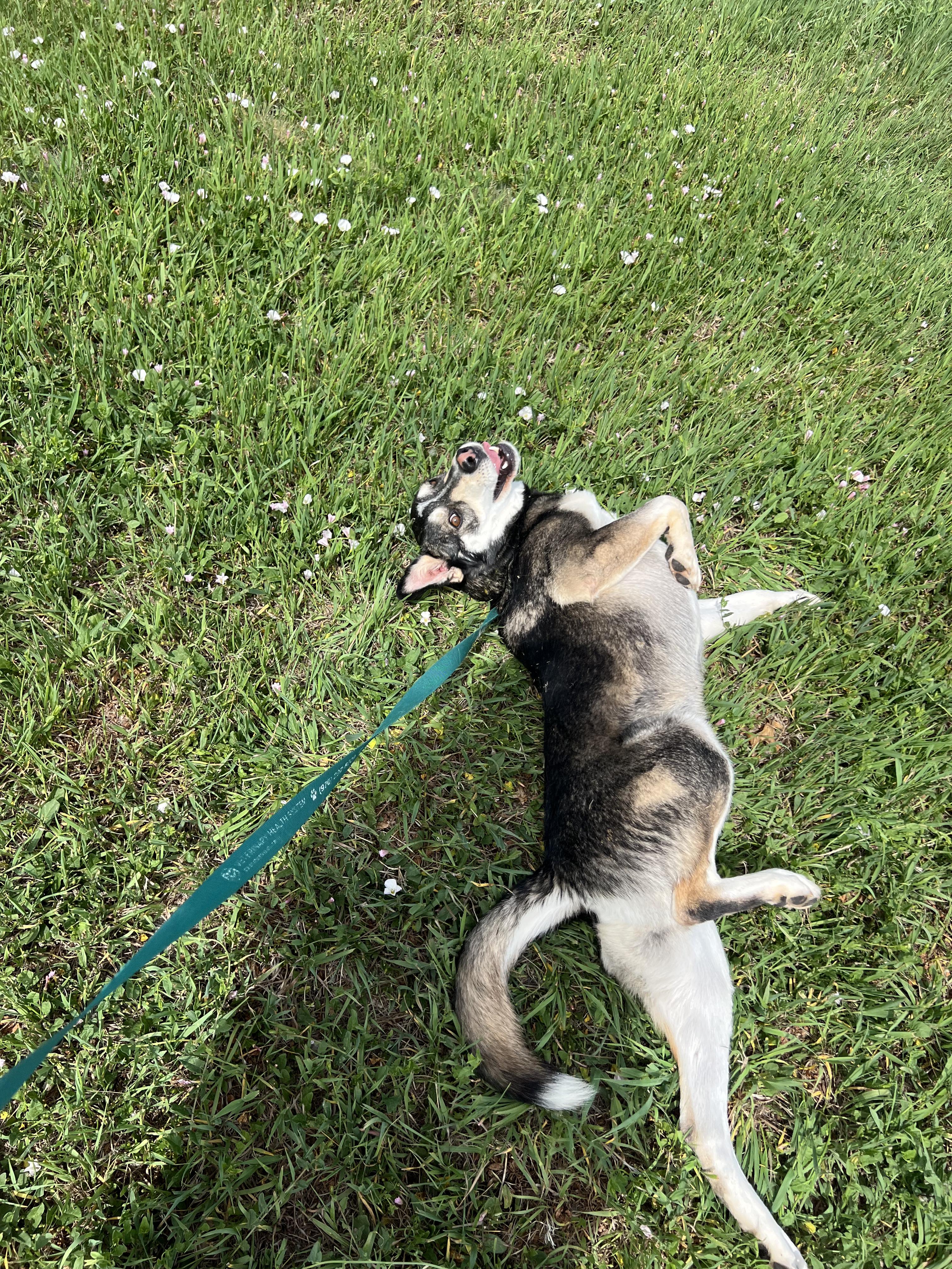 Cilantro, a ADOPTABLE mixed breed in Fort Collins, CO image 4/6