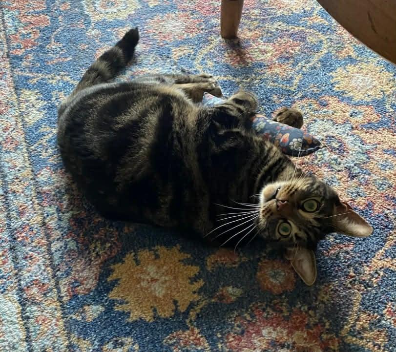 Joey-Courtesy Post, Adopted, Adult Male Domestic Short Hair.