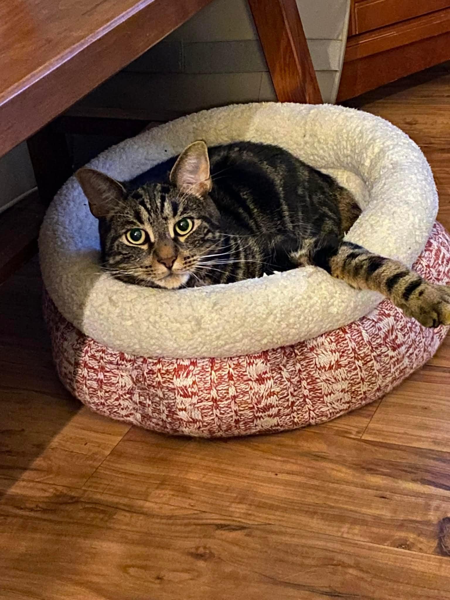 Enlarge Joey-Courtesy Post, a Adopted Domestic Short Hair in Spring City, PA image 2/2