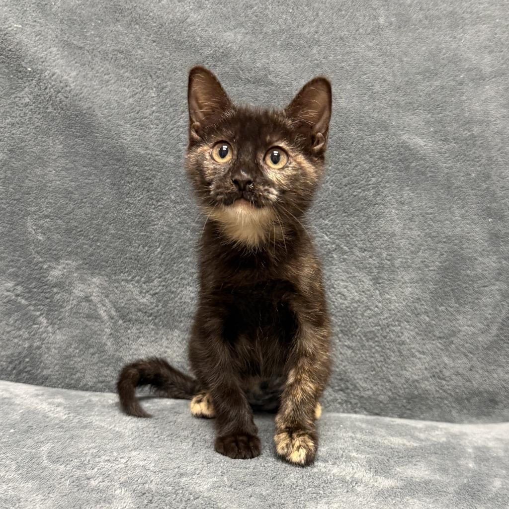 Enlarge Dumpy, a Adoptable mixed breed in Brenham, TX image 1/6