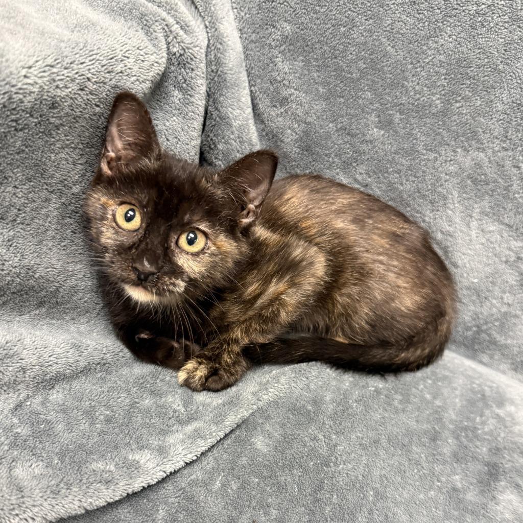 Enlarge Dumpy, a Adoptable mixed breed in Brenham, TX image 2/6