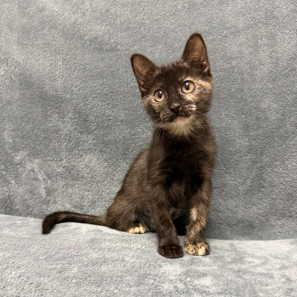 Enlarge Dumpy, a Adoptable mixed breed in Brenham, TX image 3/6