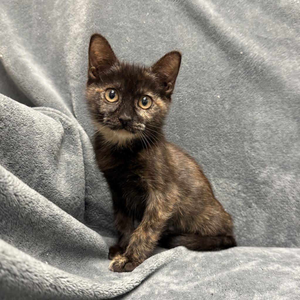 Enlarge Dumpy, a Adoptable mixed breed in Brenham, TX image 4/6