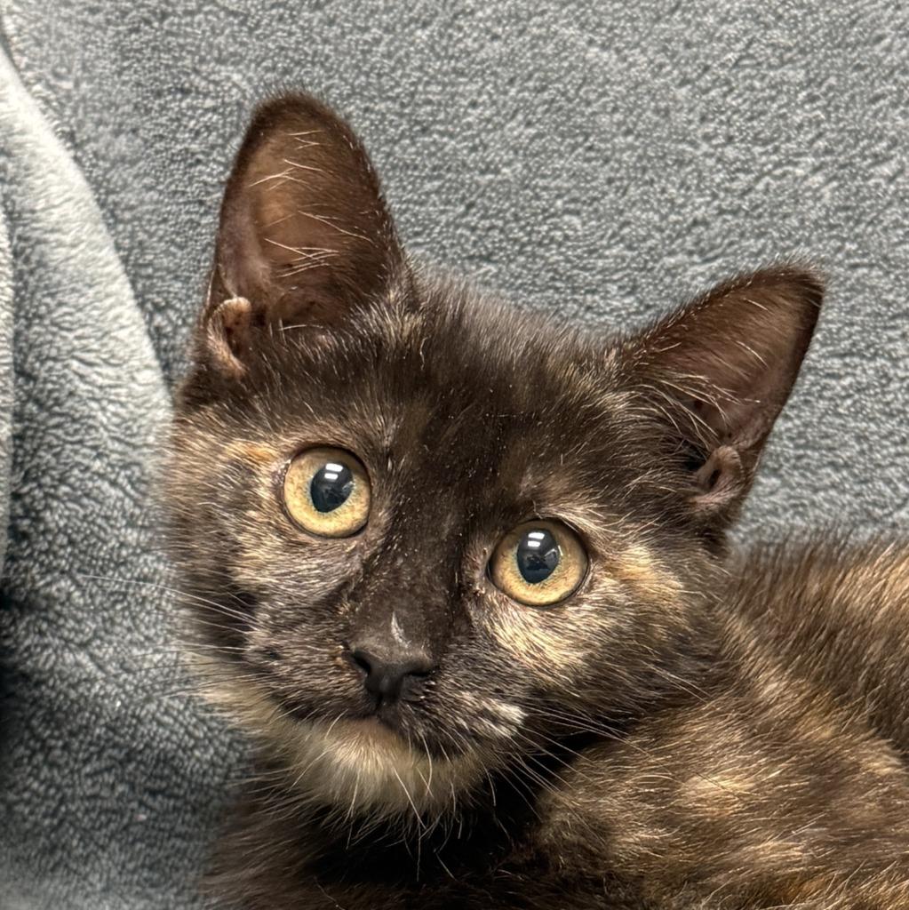 Enlarge Dumpy, a Adoptable mixed breed in Brenham, TX image 5/6