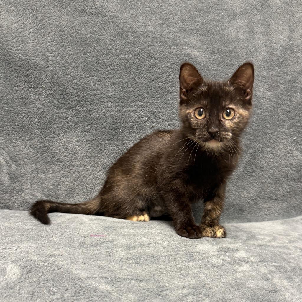 Enlarge Dumpy, a Adoptable mixed breed in Brenham, TX image 6/6