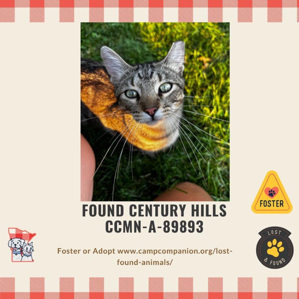 FOUND NE ROCHESTER, Adoptable, Young Male American Shorthair.